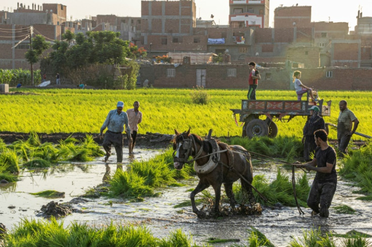 Agricultores egípcios colhem arroz no fértil Delta do Nilo, cujas grandes extensões podem ser perdidas para o mar