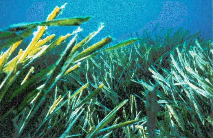 Ervas marinhas (Posidonia oceanica)