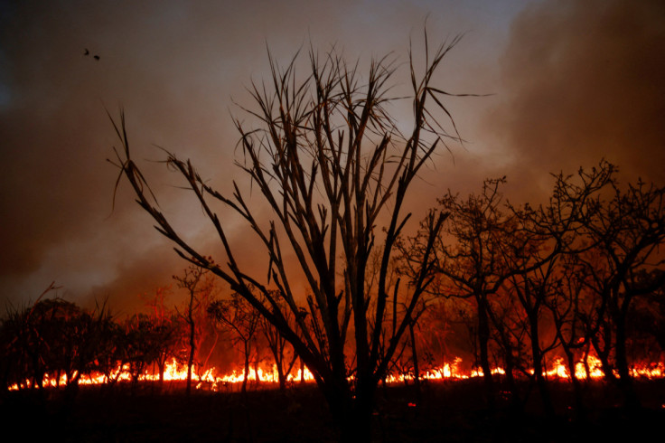 Uma visão da devastação causada por um incêndio florestal em uma área da Floresta Nacional de Brasília, em Brasília