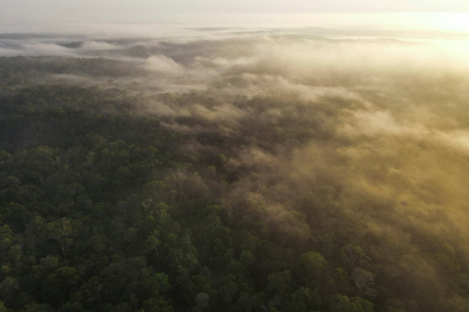 Uma vista aérea mostra árvores e neblina na floresta amazônica em Manaus