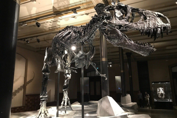 T. Rex, Tiranossauro Rex, Dinossauro, Museu