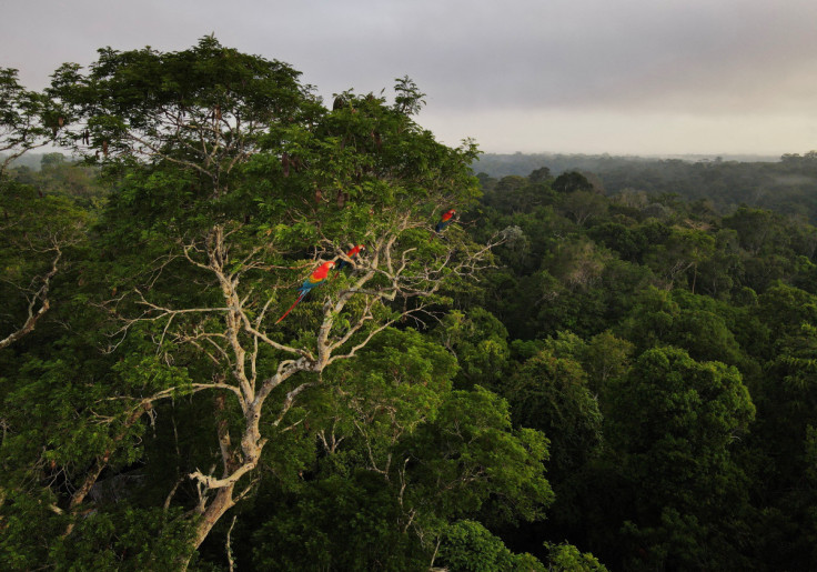 Araras sentam-se em uma árvore na floresta amazônica em Manaus