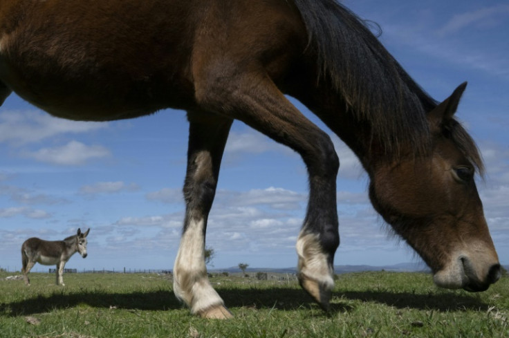 Uruguai, país de 3,5 milhões de habitantes, tem um cavalo para cada sete habitantes