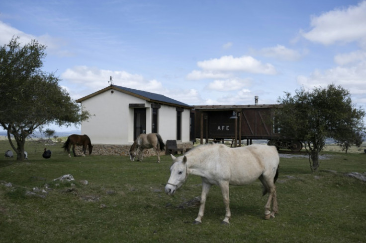 A maioria das dezenas de milhares de cavalos de corrida, esportes e trabalho do Uruguai acaba no prato de alguém em algum outro lugar do mundo depois que eles se machucam, envelhecem ou seus donos simplesmente não podem mais cuidar deles