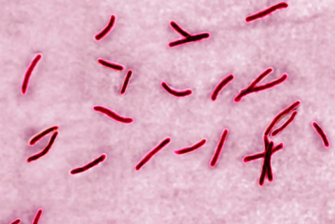 bactérias da tuberculose