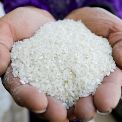 Um agricultor mostra grãos de arroz após colhê-los em um campo na província de Al-Sharkia, a nordeste do Cairo, Egito, em 21 de setembro de 2021.