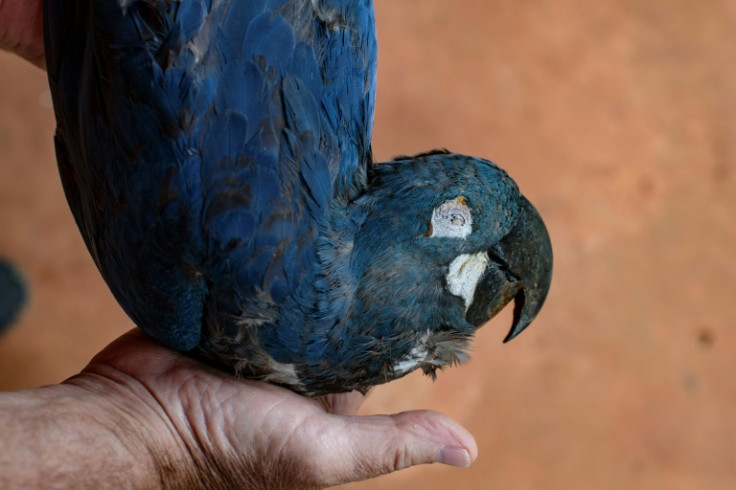 Uma arara-de-lear (Anodorhynchus leari) foi eletrocutada após voar em uma rede elétrica perto do Complexo Eólico de Canudos, no Brasil