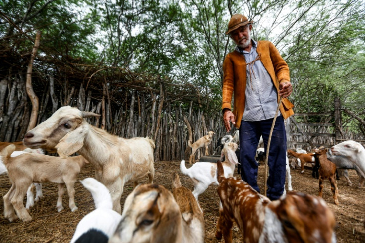 O criador de cabras brasileiro Adelson Matos diz que a construção de um parque eólico nas proximidades atraiu tráfego de veículos o tempo todo e alterou os padrões de chuva e vento com suas enormes estruturas