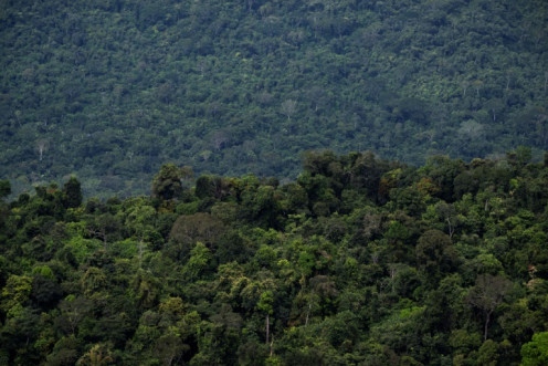 Segundo os cientistas, as terras indígenas criam zonas-tampão importantes contra o desmatamento na Amazônia, a maior floresta tropical do mundo