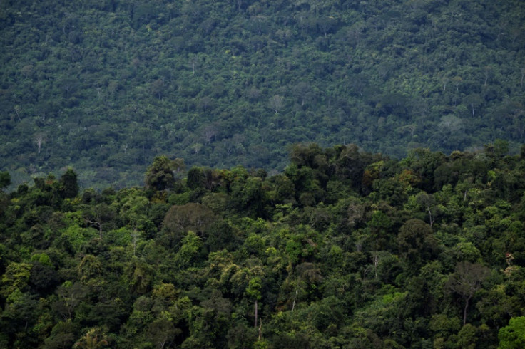 Segundo os cientistas, as terras indígenas criam zonas-tampão importantes contra o desmatamento na Amazônia, a maior floresta tropical do mundo