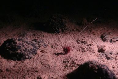 Um ouriço abissal Plesiodiadema globulosum, um invertebrado encontrado nas profundezas da Zona Clarion-Clipperton (CCZ) no Oceano Pacífico