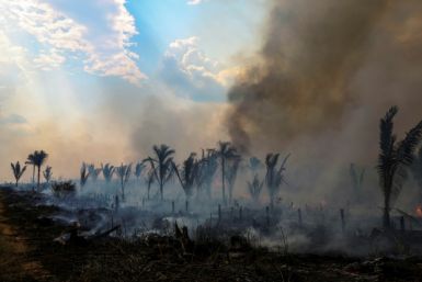 O desmatamento na Amazônia brasileira diminuiu 66% em julho de 2023 em comparação com o mesmo período do ano passado, atingindo o menor valor para este mês em cinco anos, segundo dados divulgados pelo governo brasileiro.