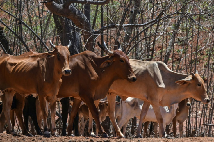Um rebanho de gado é visto em uma fazenda, em Barreiras, oeste da Bahia, Brasil, no cerrado